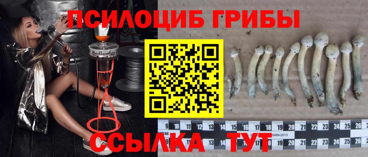 Псилоцибиновые грибы Psilocybe Рассказово